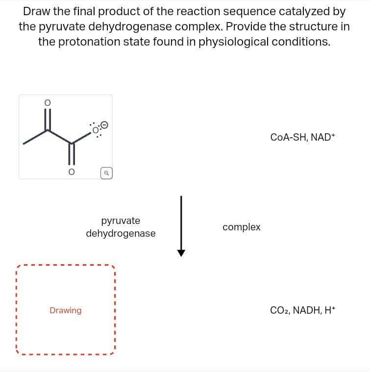 Draw the final product of the reaction sequence catalyzed by
the pyruvate dehydrogenase complex. Provide the structure in
the protonation state found in physiological conditions.
Drawing
Q
pyruvate
dehydrogenase
complex
COA-SH, NAD+
CO2, NADH, H+