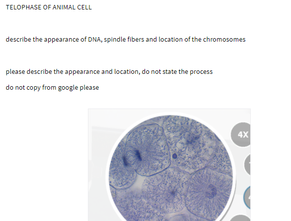 TELOPHASE OF ANIMAL CELL
describe the appearance of DNA, spindle fibers and location of the chromosomes
please describe the appearance and location, do not state the process
do not copy from google please
4X
