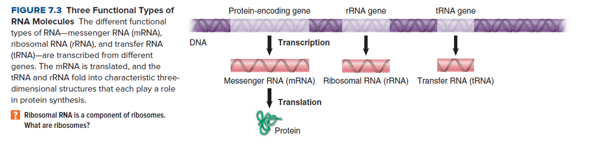 FIGURE 7.3 Three Functional Types of
Protein-encoding gene
rRNA gene
TRNA gene
RNA Molecules The different functional
types of RNA-messenger RNA (MRNA),
ribosomal RNA (rRNA), and transfer RNA
(TRNA)-are transcribed from different
genes. The mRNA is translated, and the
DNA
| Transcription
AMAA
TRNA and rRNA fold into characteristic three-
Messenger RNA (MRNA) Ribosomal RNA (FRNA) Transfer RNA (†RNA)
dimensional structures that each play a role
in protein synthesis.
Translation
? Ribosomal RNA is a component of ribosomes.
What are ribosomes?
Protein
