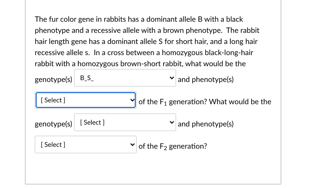 The fur color gene in rabbits has a dominant allele B with a black
phenotype and a recessive allele with a brown phenotype. The rabbit
hair length gene has a dominant allele S for short hair, and a long hair
recessive allele s. In a cross between a homozygous black-long-hair
rabbit with a homozygous brown-short rabbit, what would be the
genotype(s) B_s_
v and phenotype(s)
[ Select ]
of the F1 generation? What would be the
genotype(s) [ Select ]
and phenotype(s)
[ Select ]
of the F2 generation?
