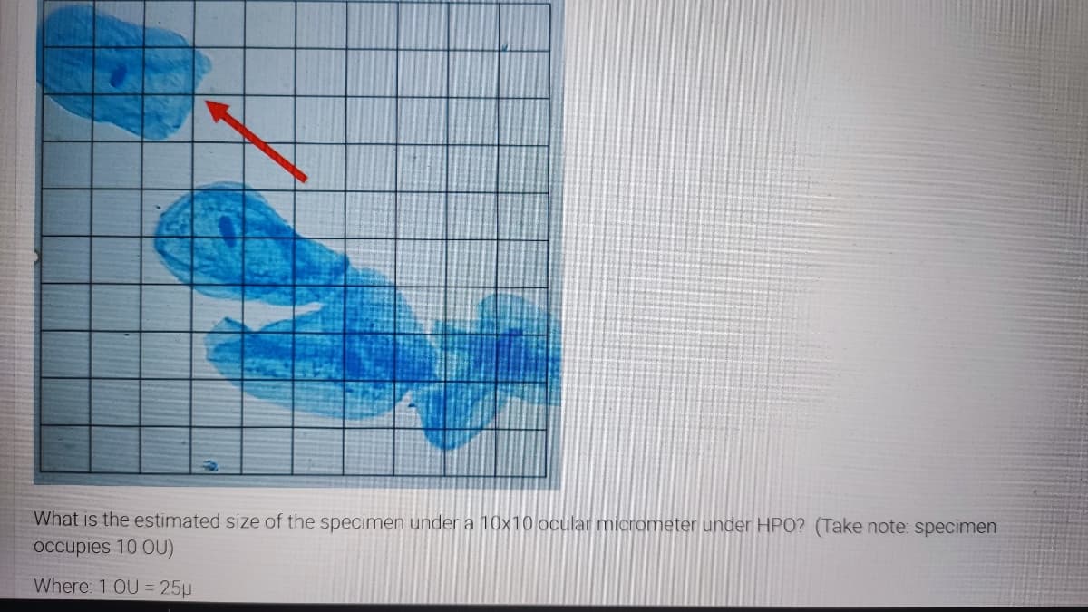 What is the estimated size of the specimen under a 10x10 ocular micrometer under HPO? (Take note: specimen
Occupies 10 OU)
Where: 1 OU = 25µ
