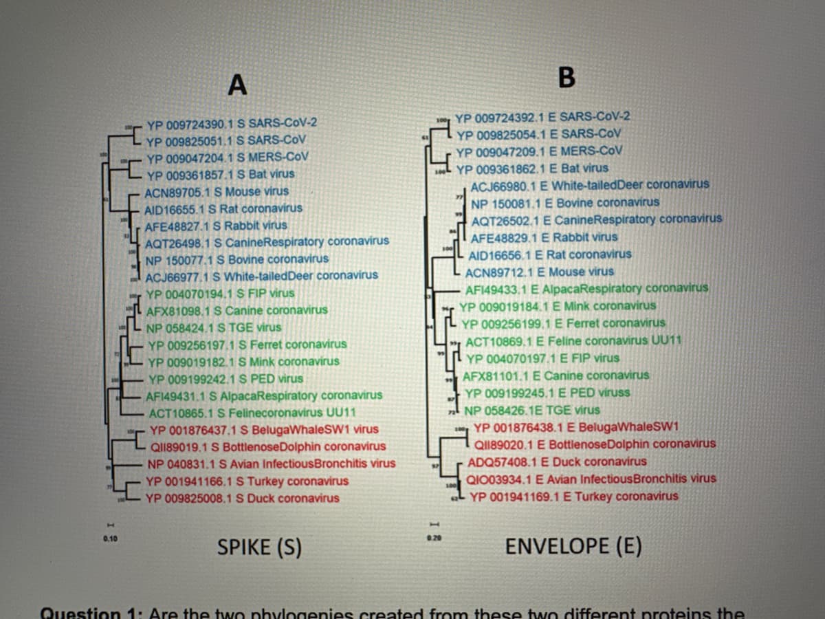 0.10
A
YP 009724390.1 S SARS-CoV-2
YP 009825051.1 S SARS-CoV
YP 009047204.1 S MERS-CoV
YP 009361857.1 S Bat virus
ACN89705.1 S Mouse virus
AID16655.1 S Rat coronavirus
AFE48827.1 S Rabbit virus
AQT26498.1 S CanineRespiratory coronavirus
NP 150077.1 S Bovine coronavirus
ACJ66977.1 S White-tailed Deer coronavirus
YP 004070194.1 S FIP virus
AFX81098.1 S Canine coronavirus
NP 058424.1 S TGE virus
YP 009256197.1 S Ferret coronavirus
YP 009019182.1 S Mink coronavirus
YP 009199242.1 S PED virus
AF149431.1 S AlpacaRespiratory coronavirus
ACT 10865.1 S Felinecoronavirus UU11
YP 001876437.1 S BelugaWhaleSW1 virus
QI189019.1 S Bottlenose Dolphin coronavirus
NP 040831.1 S Avian InfectiousBronchitis virus
T
YP 001941166.1 S Turkey coronavirus
YP 009825008.1 S Duck coronavirus
SPIKE (S)
B
YP 009724392.1 E SARS-CoV-2
YP 009825054.1 E SARS-CoV
YP 009047209.1 E MERS-CoV
100LYP 009361862.1 E Bat virus
ACJ66980.1 E White-tailed Deer coronavirus
NP 150081.1 E Bovine coronavirus
AQT26502.1 E CanineRespiratory coronavirus
AFE48829.1 E Rabbit virus
AID16656.1 E Rat coronavirus
ACN89712.1 E Mouse virus
AF149433.1 E AlpacaRespiratory coronavirus
YP 009019184.1 E Mink coronavirus
YP 009256199.1 E Ferret coronavirus
ACT10869.1 E Feline coronavirus UU11
YP 004070197.1 E FIP virus
AFX81101.1 E Canine coronavirus
YP 009199245.1 E PED viruss
NP 058426.1E TGE virus
YP 001876438.1 E BelugaWhaleSW1
Ql89020.1 E BottlenoseDolphin coronavirus
ADQ57408.1 E Duck coronavirus
QIO03934.1 E Avian InfectiousBronchitis virus
YP 001941169.1 E Turkey coronavirus
ENVELOPE (E)
Question 1: Are the two phylogenies created from these two different proteins the
