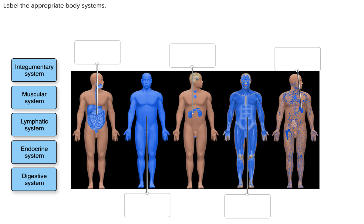 Label the appropriate body systems.
Integumentary
system
Muscular
system
Lymphatic
system
Endocrine
system
Digestive
system
