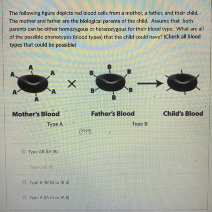 The following figure depicts red blood cells from a mother, a father, and their child.
The mother and father are the biological parents of the child. Assume that both
parents can be either homozygous or heterozygous for their blood type. What are all
of the possible phenotypes (blood types) that the child could have? (Check all blood
types that could be possible)
A
Mother's Blood
Father's Blood
Child's Blood
Туре А
Туре В
(????)
Type AB (IA IB)
Type O (IL)
Type B (IB IB or IB li)
Type A (IA IA or IA li)
