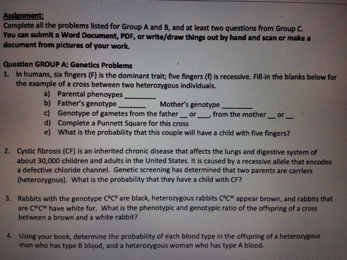 Assignment:
Complete all the problems listed for Group A and B, and at least two questions from Group C.
You can submt a Word Document, PDF, or write/draw things out by hand and scan or make a
document from plctures of your work.
Questlon GROUP A: Genetics Problems
1. In humans, six fingers (F) Is the dominant trait; five fingers (f) Is recessive. Fill-In the blanks below for
the example of a cross between two heterozygous individuals.
a) Parental phenoypes
b) Father's genotype
c) Genotype of gametes from the father
d) Complete a Punnett Square for this cross
e) What is the probability that this couple will have a child with five fingers?
Mother's genotype
or
from the mother
or
2. Cystic fibrosis (CF) is an inherited chronic disease that affects the lungs and digestive system of
about 30,000 children and adults in the United States. It is caused by a recessive allele that encodes
a defective chloride channel. Genetic screening has determined that two parents are carriers
(heterozygous). What is the probability that they have a child with CF?
3. Rabbits with the genotype C"C are black, heterozygous rabbits C"CW appear brown, and rabbits that
are C"C" have white fur. What is the phenotypic and genotypic ratio of the offspring of a cross
between a brown and a white rabbit?
4. Using your book, determine the probability of each blood type in the offspring of a heterozygous
man who has type B blood, and a heterozygous woman who has type A blood.
