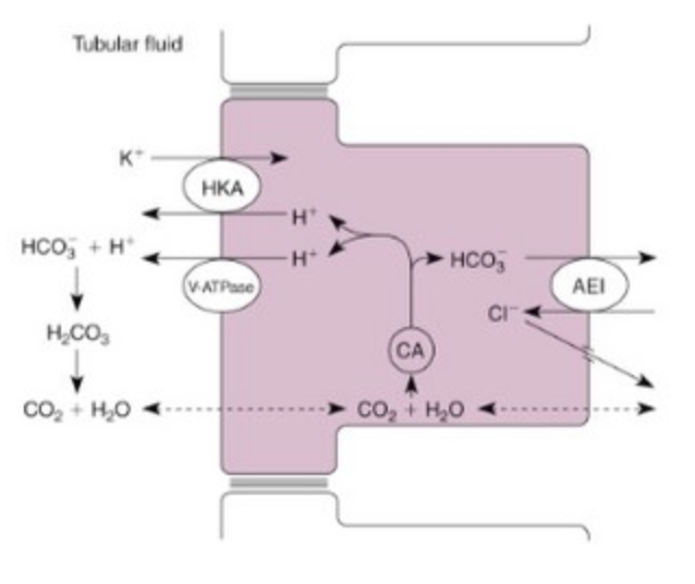 Tubular fluid
НКА
HCO, + H
HCO
VATPase
AEI
CI
H,CO,
CA
CO, + H,0
CO, + H,0
