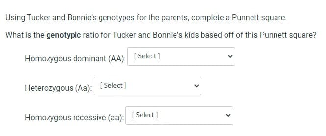 Using Tucker and Bonnie's genotypes for the parents, complete a Punnett square.
What is the genotypic ratio for Tucker and Bonnie's kids based off of this Punnett square?
Homozygous dominant (AA):
Heterozygous (Aa): [Select]
Homozygous recessive (aa):
[Select]
[Select]
V