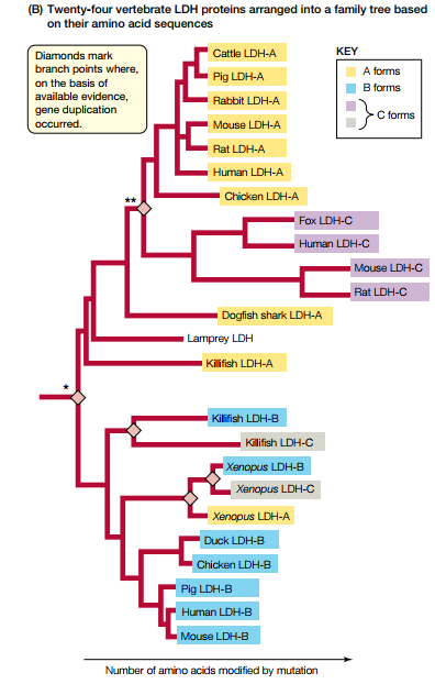 (B) Twenty-four vertebrate LDH proteins arranged into a family tree based
on their amino acid sequences
Cattle LDH-A
KEY
Diamonds mark
branch points where,
on the basis of
available evidence,
gene duplication
A forms
Pig LDH-A
B forms
Rabbit LDH-A
C forms
occurred.
Mouse LDH-A
Rat LDH-A
Human LDH-A
Chicken LDH-A
Fax LDH-C
Human LDH-C
Mouse LDH-C
Rat LDH-C
Dogfish shark LDH-A
Lamprey LDH
- Kilifish LDH-A
Kilifish LDH-B
Kilifish LDH-C
Xenopus LDH-B
Xenapus LDH-C
Xenopus LDH-A
Duck LDH-B
Chicken LDH-B
Pig LDH-B
Human LDH-B
Mouse LDH-B
Number of amino acids modified by mutation
