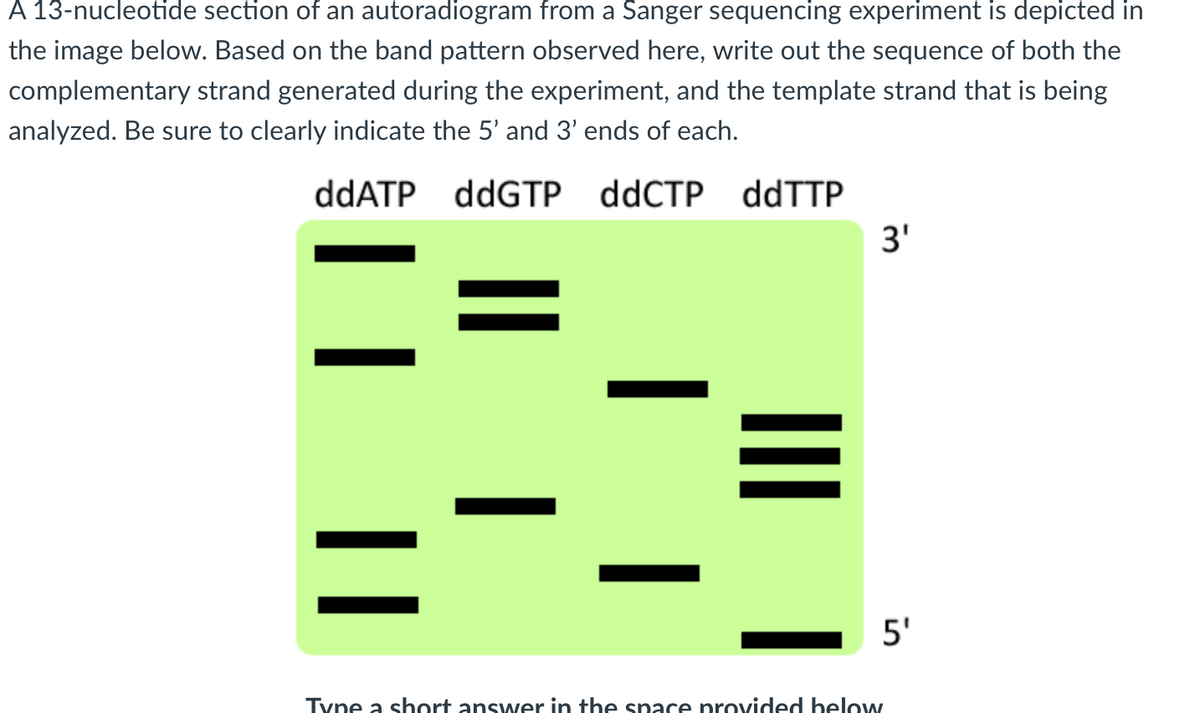 A 13-nucleotide section of an autoradiogram from a Sanger sequencing experiment is depicted in
the image below. Based on the band pattern observed here, write out the sequence of both the
complementary strand generated during the experiment, and the template strand that is being
analyzed. Be sure to clearly indicate the 5' and 3' ends of each.
ddATP ddGTP ddCTP
|| |
|
ddTTP
|
3'
5'
Tyne a short answer in the space provided below