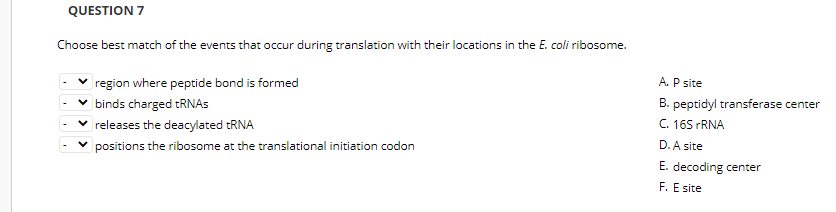 QUESTION 7
Choose best match of the events that occur during translation with their locations in the E. coli ribosome.
v region where peptide bond is formed
v binds charged RNAS
A. P site
B. peptidyl transferase center
releases the deacylated tRNA
C. 165 FRNA
v positions the ribosome at the translational initiation codon
D. A site
E. decoding center
F. E site
