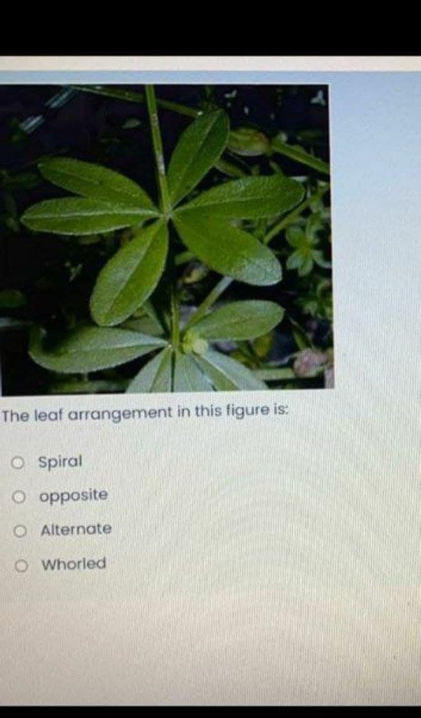 The leaf arrangement in this figure is:
O Spiral
O opposite
O Alternate
O Whorled
