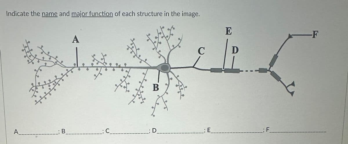 Indicate the name and major function of each structure in the image.
A
;B
A
C_
Ses
B
; D
C
E
E
D
-F
