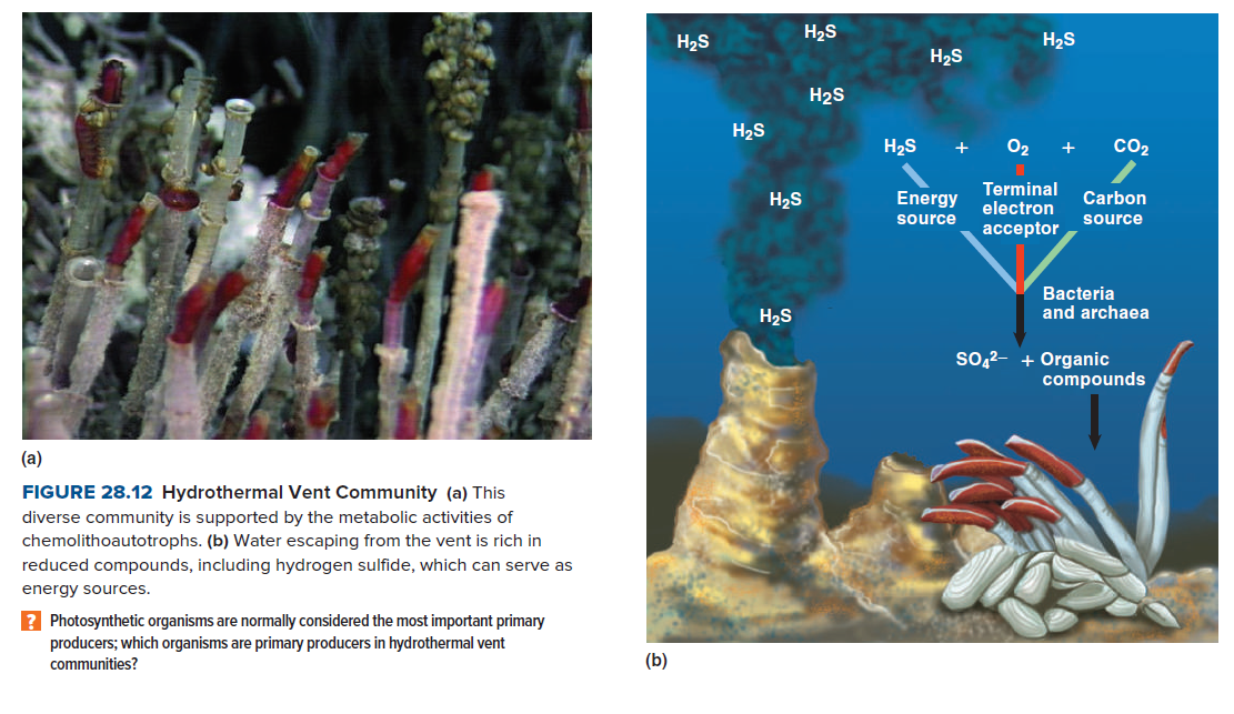 H2S
H2S
H2S
H2S
H2S
H2S
H2S
+
02 +
CO2
Energy
Terminal
electron
H2S
Carbon
source
source
аcсeptor
Bacteria
and archaea
H2S
so,2- + Organic
compounds
(a)
FIGURE 28.12 Hydrothermal Vent Community (a) This
diverse community is supported by the metabolic activities of
chemolithoautotrophs. (b) Water escaping from the vent is rich in
reduced compounds, including hydrogen sulfide, which can serve as
energy sources.
? Photosynthetic organisms are normally considered the most important primary
producers; which organisms are primary producers in hydrothermal vent
communities?
(b)
