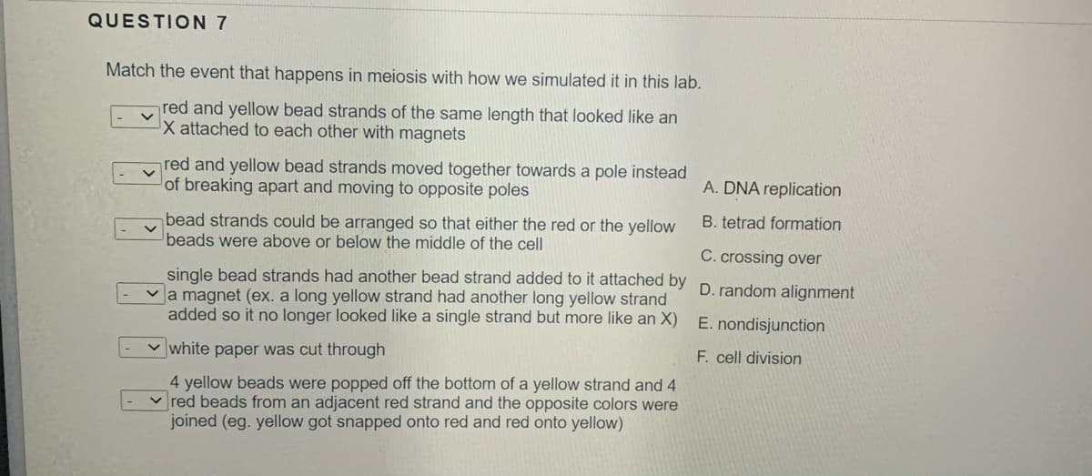 QUESTION 7
Match the event that happens in meiosis with how we simulated it in this lab.
red and yellow bead strands of the same length that looked like an
X attached to each other with magnets
red and yellow bead strands moved together towards a pole instead
of breaking apart and moving to opposite poles
A. DNA replication
bead strands could be arranged so that either the red or the yellow
beads were above or below the middle of the cell
B. tetrad formation
C. crossing over
single bead strands had another bead strand added to it attached by
a magnet (ex. a long yellow strand had another long yellow strand
added so it no longer looked like a single strand but more like an X)
D. random alignment
E. nondisjunction
white paper was cut through
F. cell division
4 yellow beads were popped off the bottom of a yellow strand and 4
v red beads from an adjacent red strand and the opposite colors were
joined (eg. yellow got snapped onto red and red onto yellow)
