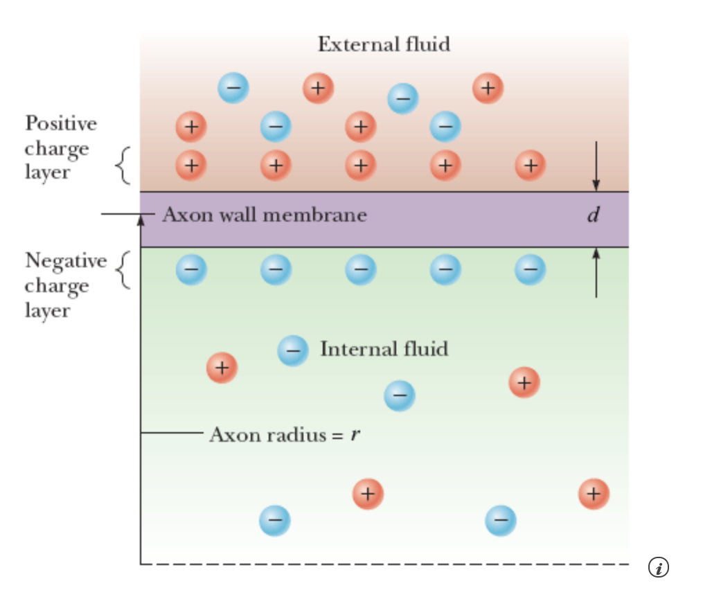 External fluid
Positive
charge
layer
Axon wall membrane
d
Negative
charge
layer
Internal fluid
+
- Axon radius = r
+
