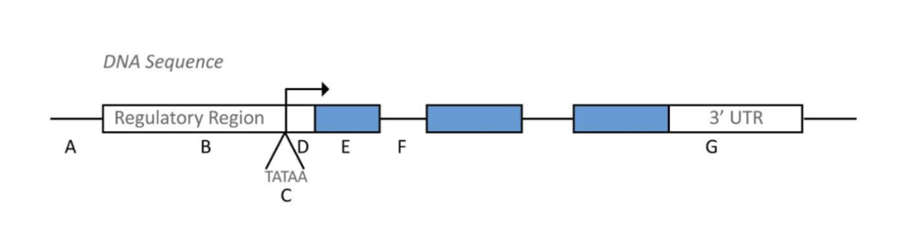 DNA Sequence
Regulatory Region
3' UTR
A
В
\D
E F
G
TATAA
C
