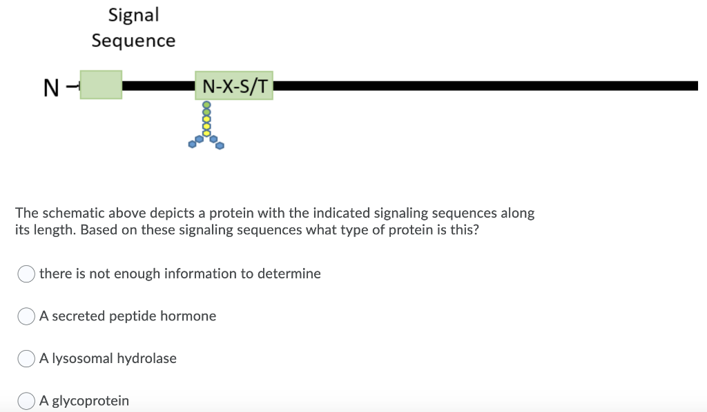N
Signal
Sequence
The schematic above depicts a protein with the indicated signaling sequences along
its length. Based on these signaling sequences what type of protein is this?
N-X-S/T
there is not enough information to determine
A secreted peptide hormone
A lysosomal hydrolase
A glycoprotein
