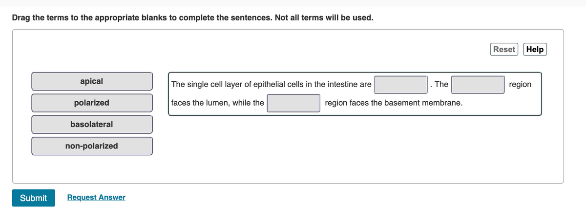 Drag the terms to the appropriate blanks to complete the sentences. Not all terms will be used.
Reset
Help
apical
The single cell layer of epithelial cells in the intestine are
The
region
polarized
faces the lumen, while the
region faces the basement membrane.
basolateral
non-polarized
Submit
Request Answer
