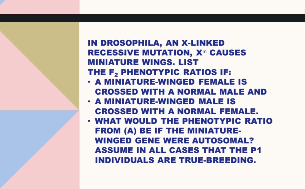 IN DROSOPHILA, AN X-LINKED
RECESSIVE MUTATION, Xm CAUSES
MINIATURE WINGS. LIST
THE F₂ PHENOTYPIC RATIOS IF:
A MINIATURE-WINGED FEMALE IS
CROSSED WITH A NORMAL MALE AND
A MINIATURE-WINGED MALE IS
●
●
CROSSED WITH A NORMAL FEMALE.
WHAT WOULD THE PHENOTYPIC RATIO
FROM (A) BE IF THE MINIATURE-
WINGED GENE WERE AUTOSOMAL?
ASSUME IN ALL CASES THAT THE P1
INDIVIDUALS ARE TRUE-BREEDING.
