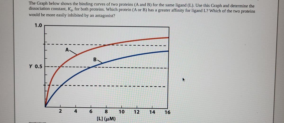 The Graph below shows the binding curves of two proteins (A and B) for the same ligand (L). Use this Graph and determine the
dissociation constant, K, for both proteins. Which protein (A or B) has a greater affinity for ligand L? Which of the two proteins
would be more easily inhibited by an antagonist?
1.0
Y 0.5
2
A
4
6
B
8
[L] (μM)
10
12
14
16