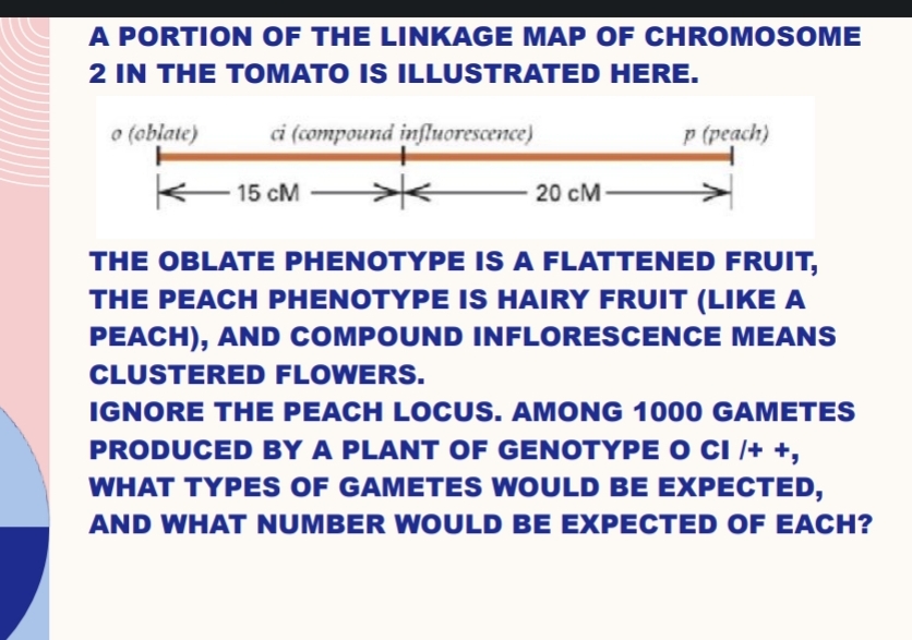 A PORTION OF THE LINKAGE MAP OF CHROMOSOME
2 IN THE TOMATO IS ILLUSTRATED HERE.
ci (compound influorescence)
o (oblate)
- 15 CM
20 CM
p (peach)
THE OBLATE PHENOTYPE IS A FLATTENED FRUIT,
THE PEACH PHENOTYPE IS HAIRY FRUIT (LIKE A
PEACH), AND COMPOUND INFLORESCENCE MEANS
CLUSTERED FLOWERS.
IGNORE THE PEACH LOCUS. AMONG 1000 GAMETES
PRODUCED BY A PLANT OF GENOTYPE O CI /+ +,
WHAT TYPES OF GAMETES WOULD BE EXPECTED,
AND WHAT NUMBER WOULD BE EXPECTED OF EACH?