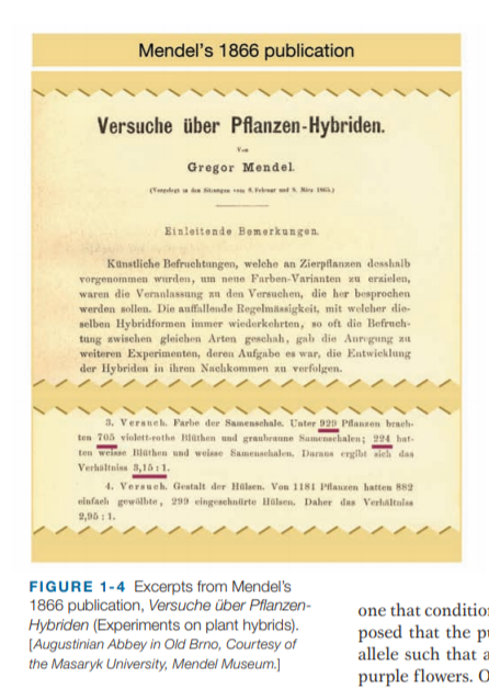 Mendel's 1866 publication
Versuche über Pflanzen-Hybriden.
Gregor Mendel
Einleitende Bomorkungen.
Kanstliche Befruchtangen, welche an Zierpflanzen desshalb
vorgenommen wurden, um nene Farben-Varianten zu erzielen,
waren die Veranlassung zn den Versuchen, die her besprochen
werden sollen. Die auffallende Regelmässigkeit, mit welcher die-
selben Hybridformen immer wiederkehrten, so oft die Befruch-
tung zwischen gleichen Arten geschah, gab die Anregung zu
weiteren Experimenten, deren Aufgube es war, die Entwieklung
der Hybriden in ihron Nachkommen zu verfolgen.
3. Veraneh. Parbe der Samenschale. Unter 929 Planzen braeh-
ten 705 violett-rothe Blathen und granbraune Samenschalen; 294 hat-
ten weinse ilarhen und weisse Samensehalen, Dara ergibt aieh das
Verhaltnins 3,151 1.
4. Versueh. Gestalt der Hilsen. Von 1181 Pilanzen hatten 882
einfaeh gewilbte, 299 eingeschntirte Hilsen. Daher das Verhaltniss
2,95: 1.
FIGURE 1-4 Excerpts from Mendel's
1866 publication, Versuche über Pflanzen-
Hybriden (Experiments on plant hybrids).
(Augustinian Abbey in Old Brno, Courtesy of
the Masaryk University, Mendel Museum.]
one that conditio:
posed that the p=
allele such that a
purple flowers. a
