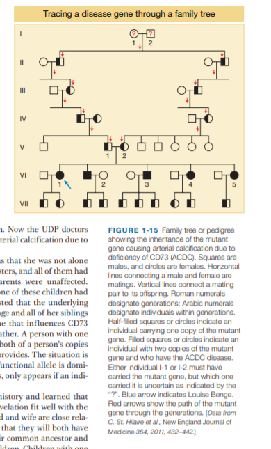 Tracing a disease gene through a family tree
II
II
IV
VI
VII
1. Now the UDP doctors
terial calcification due to
as that she was not alone
sters, and all of them had
arents were unaffected.
ne of these children had
sted that the underlying
ge and all of her siblings
e that influences CD73
ather. A person with one
both of a person's copies
provides. The situation is
unctional allele is domi-
FIGURE 1-15 Family tree or pedigree
showing the inheritance of the mutant
gene causing arterial calcification due to
deficiency of CD73 (ACDC). Squares are
males, and circles are females. Horizontal
lines connecting a male and female are
matings. Vertical lines connect a mating
pair to its offspring. Roman numerals
designate generations; Arabic numerals
designate individuals within generations.
Half-filled squares or circles indicate an
individual carrying one copy of the mutant
gene. Filled squares or circles indicate an
individual with two copies of the mutant
gene and who have the ACDC disease.
Either individual I-1 or l-2 must have
=, only appears if an indi-
carried the mutant gene, but which one
carried it is uncertain as indicated by the
"2". Blue arrow indicates Louise Benge.
Red arrows show the path of the mutant
gene through the generations. [Data from
C. St. Hilaire et al, New England Journal of
Medicine 364, 2011, 432-442]
nistory and learned that
velation fit well with the
d and wife are close rela-
that they will both have
ir common ancestor and
Idren Chldren with
