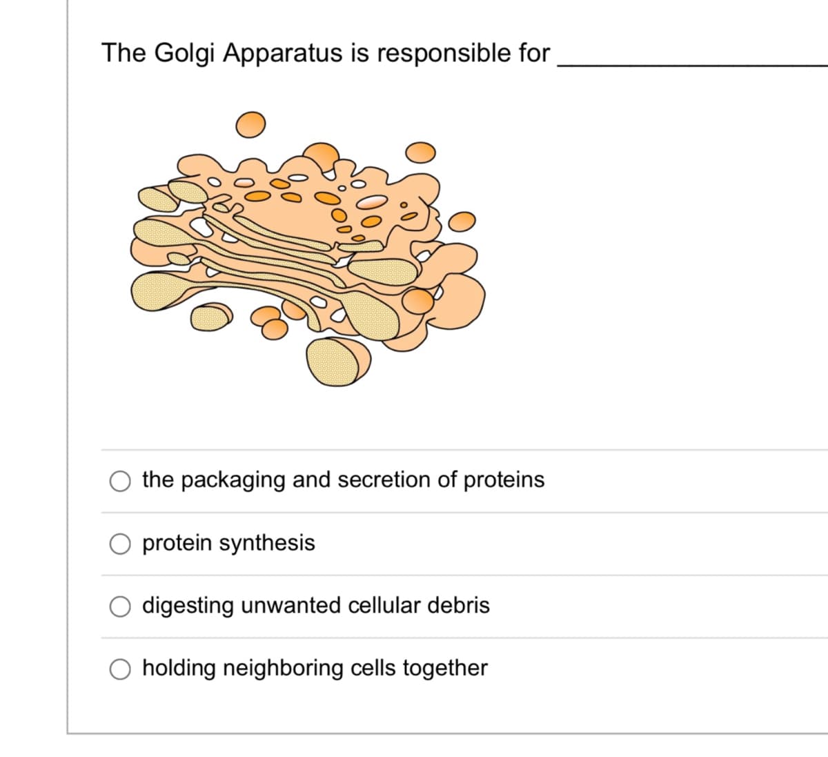 The Golgi Apparatus is responsible for
the packaging and secretion of proteins
protein synthesis
O digesting unwanted cellular debris
O holding neighboring cells together
