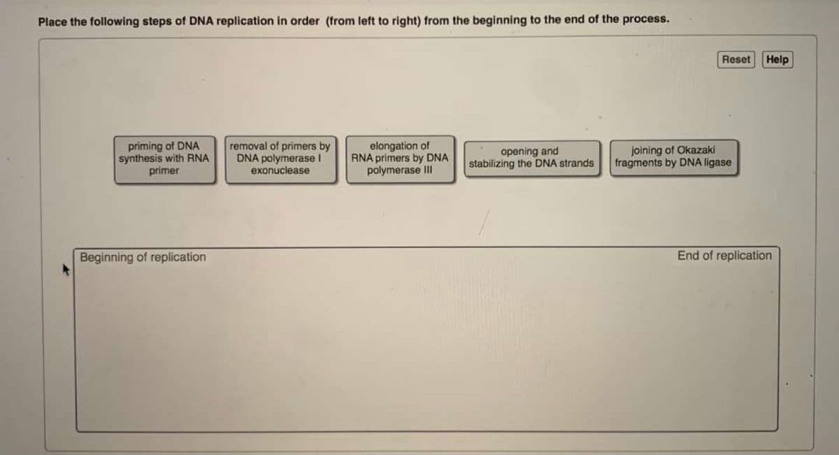 Place the following steps of DNA replication in order (from left to right) from the beginning to the end of the process.
Reset
Help
priming of DNA
synthesis with RNA
primer
removal of primers by
DNA polymerase I
exonuclease
elongation of
RNA primers by DNA
polymerase III
opening and
stabilizing the DNA strands
joining of Okazaki
fragments by DNA ligase
Beginning of replication
End of replication
