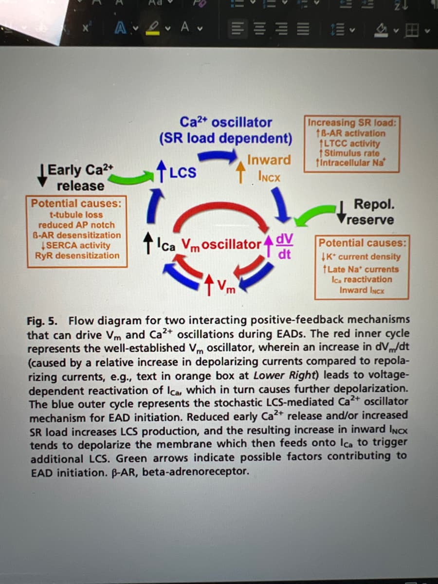 Early Ca²+
release
A 2. A.
V
Potential causes:
t-tubule loss
uced AP notch
B-AR desensitization
SERCA activity
RyR desensitization
Ca2+ oscillator
(SR load dependent)
LCS
Ica Vmo
Inward
INCX
moscillator
dV
dt
27
三、
Increasing SR load:
1B-AR activation
LTCC activity
Stimulus rate
fintracellular Na
Repol.
reserve
Potential causes:
K* current density
Late Na' currents
Ica reactivation
Inward INCX
Fig. 5. Flow diagram for two interacting positive-feedback mechanisms
that can drive Vm and Ca2+ oscillations during EADs. The red inner cycle
represents the well-established Vm oscillator, wherein an increase in dv/dt
(caused by a relative increase in depolarizing currents compared to repola-
rizing currents, e.g., text in orange box at Lower Right) leads to voltage-
dependent reactivation of Ica, which in turn causes further depolarization.
The blue outer cycle represents the stochastic LCS-mediated Ca²+ oscillator
mechanism for EAD initiation. Reduced early Ca2+ release and/or increased
SR load increases LCS production, and the resulting increase in inward INCX
tends to depolarize the membrane which then feeds onto Ica to trigger
additional LCS. Green arrows indicate possible factors contributing to
EAD initiation. ß-AR, beta-adrenoreceptor.
V