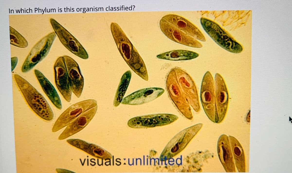 In which Phylum is this organism classified?
visuals:unlimfted
