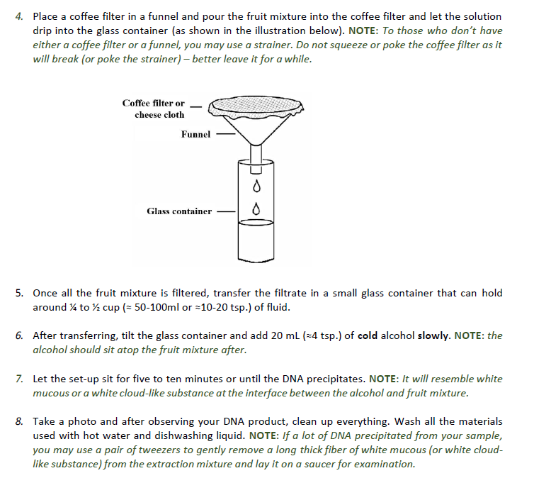 4. Place a coffee filter in a funnel and pour the fruit mixture into the coffee filter and let the solution
drip into the glass container (as shown in the illustration below). NOTE: To those who don't have
either a coffee filter or a funnel, you may use a strainer. Do not squeeze or poke the coffee filter as it
will break (or poke the strainer) - better leave it for a while.
Coffee filter or
cheese cloth
Funnel
Glass container
5. Once all the fruit mixture is filtered, transfer the filtrate in a small glass container that can hold
around ¼ to ½ cup (≈ 50-100ml or ≈10-20 tsp.) of fluid.
6. After transferring, tilt the glass container and add 20 mL (4 tsp.) of cold alcohol slowly. NOTE: the
alcohol should sit atop the fruit mixture after.
7. Let the set-up sit for five to ten minutes or until the DNA precipitates. NOTE: It will resemble white
mucous or a white cloud-like substance at the interface between the alcohol and fruit mixture.
8. Take a photo and after observing your DNA product, clean up everything. Wash all the materials
used with hot water and dishwashing liquid. NOTE: If a lot of DNA precipitated from your sample,
you may use a pair of tweezers to gently remove a long thick fiber of white mucous (or white cloud-
like substance) from the extraction mixture and lay it on a saucer for examination.