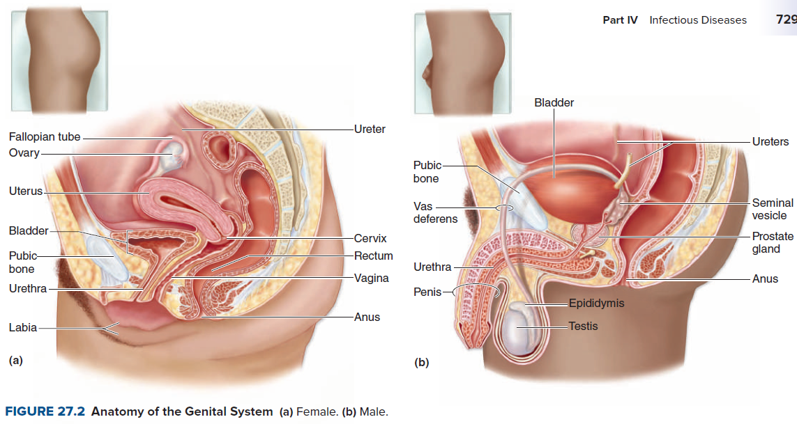 Part IV Infectious Diseases
729
Bladder
-Ureter
Fallopian tube
Ureters
Ovary
Pubic
bone
Uterus
Vas
deferens
Seminal
vesicle
Bladder-
-Cervix
Prostate
gland
Pubic
-Rectum
bone
Urethra
-Vagina
- Anus
Urethra
Penis-
Epididymis
-Anus
Labia
Testis
(a)
(b)
FIGURE 27.2 Anatomy of the Genital System (a) Female. (b) Male.
