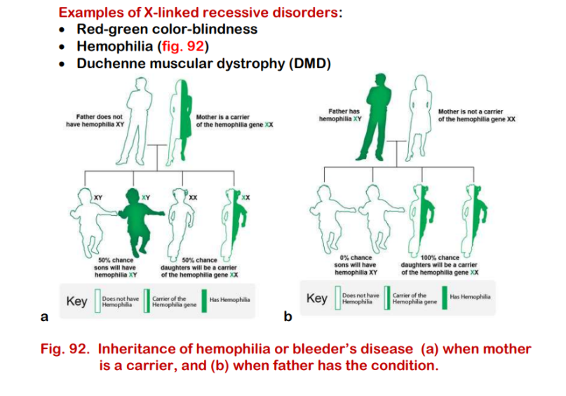 Examples of X-linked recessive disorders:
• Red-green color-blindness
• Hemophilia (fig. 92)
• Duchenne muscular dystrophy (DMD)
Father has
hemophilia XY
Mother is not a carrier
of the hemophilia gene XX
Father does not
Mother is a carrier
have hemophilla XY
of the hemophilia gene XX
50% chance
daughters will be a carrier
of the hemophilia gene XX
50% chance
sons will have
hemophilia XY
0% chance
sons will have
100% chance
daughters will be a carrier
of the hemophilia gene XX
hemophilia XY
Does not have
Key Hemophila
Has Hemophilia
Carrier of the
Key
Does not have
Hermophilia
Carrier of the
Hemophilia gene
Has Hemophilia
Hemophilia gene
a
b
Fig. 92. Inheritance of hemophilia or bleeder's disease (a) when mother
is a carrier, and (b) when father has the condition.
