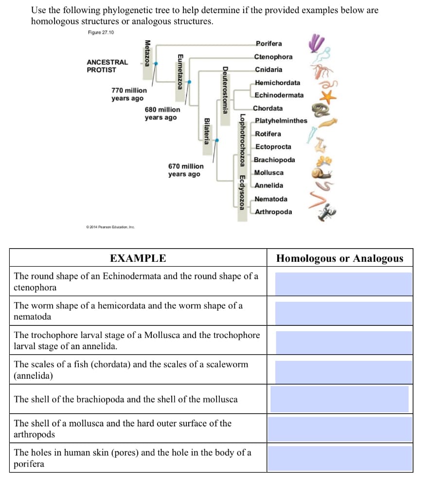Use the following phylogenetic tree to help determine if the provided examples below are
homologous structures or analogous structures.
Figure 27.10
ANCESTRAL
PROTIST
Metazoa
770 million
years ago
©2014 Pearson Education, Inc
Eumetazoa
680
million.
years ago
670 million
years ago
Bilateria
Deuterostomia
Lophotrochozoa Ecdysozoa
The worm shape of a hemicordata and the worm shape of a
nematoda
Porifera
Ctenophora
Cnidaria
The scales of a fish (chordata) and the scales of a scaleworm
(annelida)
The shell of the brachiopoda and the shell of the mollusca
The shell of a mollusca and the hard outer surface of the
arthropods
Hemichordata
Echinodermata
The holes in human skin (pores) and the hole in the body of a
porifera
Chordata
Platyhelminthes
Rotifera
Ectoprocta
Brachiopoda
EXAMPLE
The round shape of an Echinodermata and the round shape of a
ctenophora
Mollusca
Annelida
Nematoda
Arthropoda
The trochophore larval stage of a Mollusca and the trochophore
larval stage of an annelida.
Homologous or Analogous