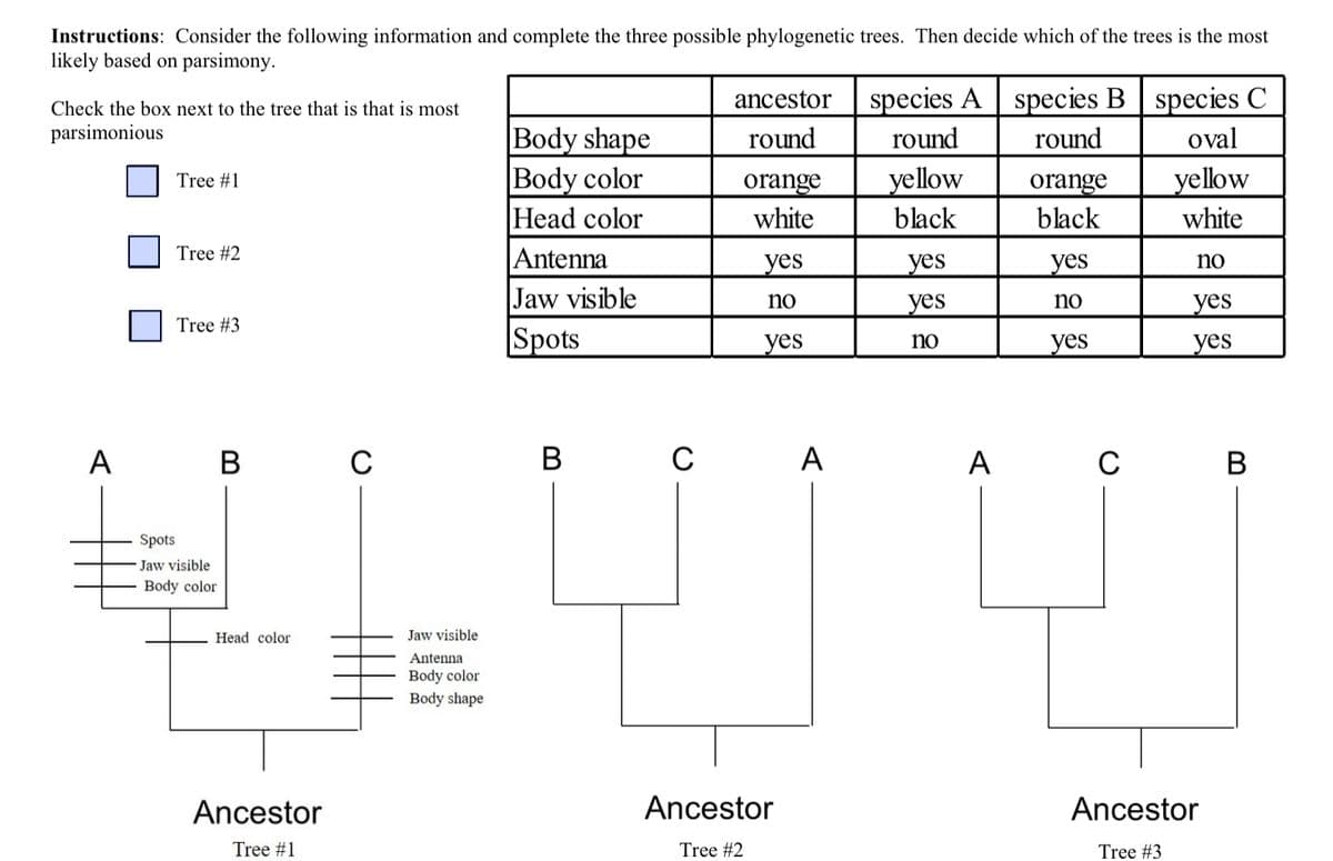 Instructions: Consider the following information and complete the three possible phylogenetic trees. Then decide which of the trees is the most
likely based on parsimony.
Check the box next to the tree that is that is most
parsimonious
A
Tree #1
Tree #2
Tree #3
Spots
-Jaw visible
Body color
B
Head color
Ancestor
Tree #1
C
Jaw visible
Antenna
Body color
Body shape
Body shape
Body color
Head color
Antenna
Jaw visible
Spots
B
ancestor
round
orange
white
yes
no
yes
Ancestor
Tree #2
A
species A species B species C
round
round
oval
yellow
black
yes
yes
no
A
orange
black
yes
no
yes
C
yellow
white
no
yes
yes
Ancestor
Tree #3
B