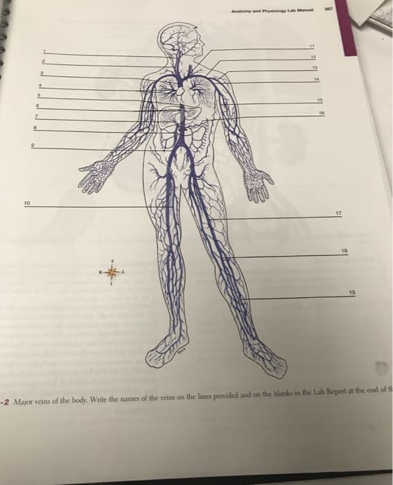 ser
Anatomy and Physitogy Lab Manul
13
10
17
-2 Major veins of the body. Write the names of the veins on the lines provided and on the blanks in the Lab Report at the end of th
