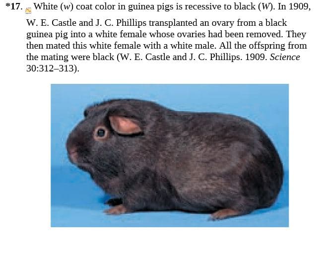 White (w) coat color in guinea pigs is recessive to black (W). In 1909,
*17.
W. E. Castle and J. C. Phillips transplanted an ovary from a black
guinea pig into a white female whose ovaries had been removed. They
then mated this white female with a white male. All the offspring from
the mating were black (W. E. Castle and J. C. Phillips. 1909. Science
30:312–313).
