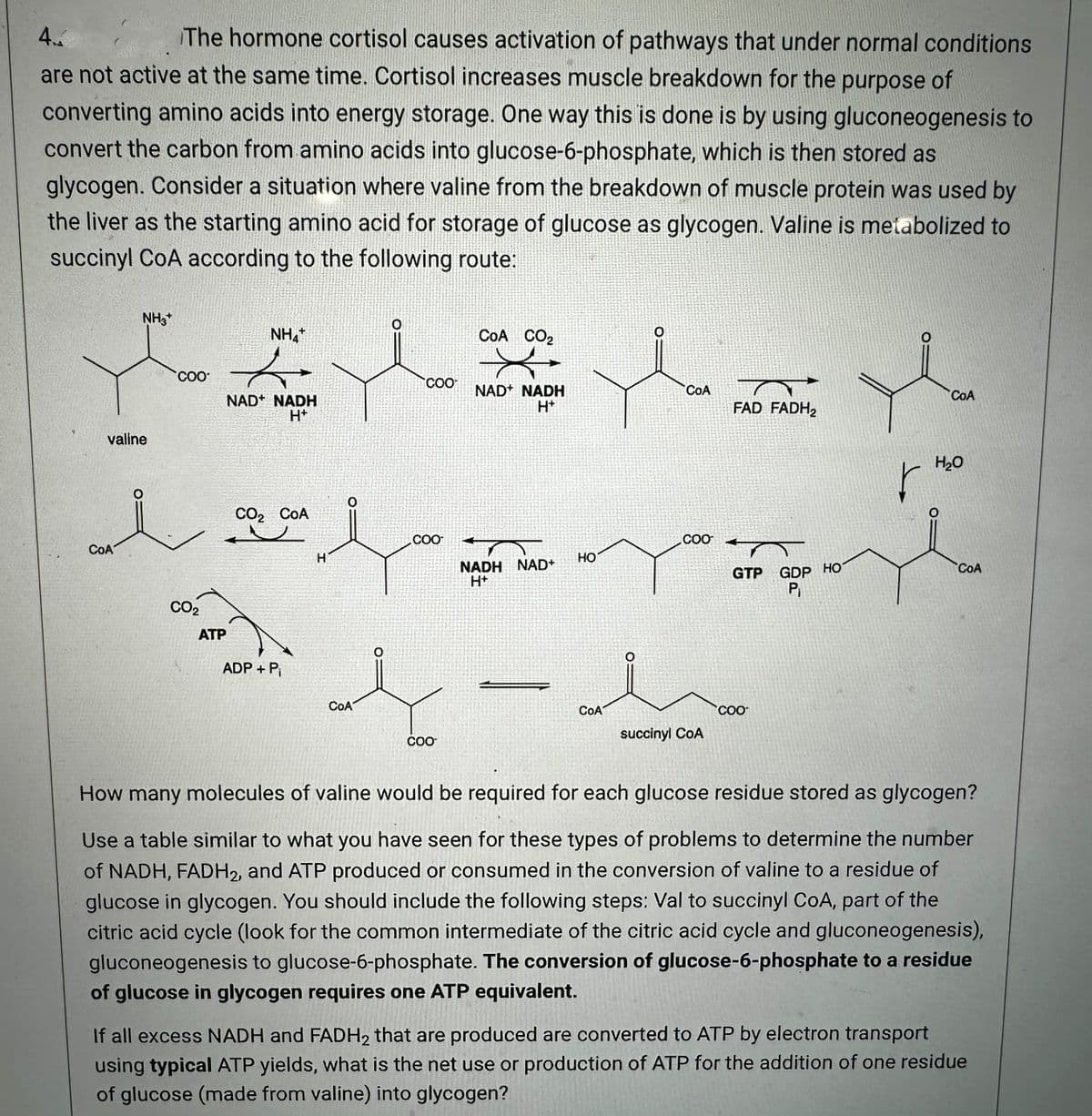 The hormone cortisol causes activation of pathways that under normal conditions
4.
are not active at the same time. Cortisol increases muscle breakdown for the purpose of
converting amino acids into energy storage. One way this is done is by using gluconeogenesis to
convert the carbon from amino acids into glucose-6-phosphate, which is then stored as
glycogen. Consider a situation where valine from the breakdown of muscle protein was used by
the liver as the starting amino acid for storage of glucose as glycogen. Valine is metabolized to
succinyl CoA according to the following route:
NH3
valine
COO
i
COA
CO₂
ATP
NH4+
→
NAD NADH
H+
CO₂ COA
ADP + P₁
H
COA
O
COO
COO
COO
COA CO₂
X
NAD NADH
H+
મોંઘ
NADH NAD+
H+
de
COA
HO
COA
COO
succinyl COA
FAD FADH₂
GTP GDP HO
P₁
COO
r
COA
H₂O
CoA
How many molecules of valine would be required for each glucose residue stored as glycogen?
Use a table similar to what you have seen for these types of problems to determine the number
of NADH, FADH2, and ATP produced or consumed in the conversion of valine to a residue of
glucose in glycogen. You should include the following steps: Val to succinyl CoA, part of the
citric acid cycle (look for the common intermediate of the citric acid cycle and gluconeogenesis),
gluconeogenesis to glucose-6-phosphate. The conversion of glucose-6-phosphate to a residue
of glucose in glycogen requires one ATP equivalent.
If all excess NADH and FADH2 that are produced are converted to ATP by electron transport
using typical ATP yields, what is the net use or production of ATP for the addition of one residue
of glucose (made from valine) into glycogen?