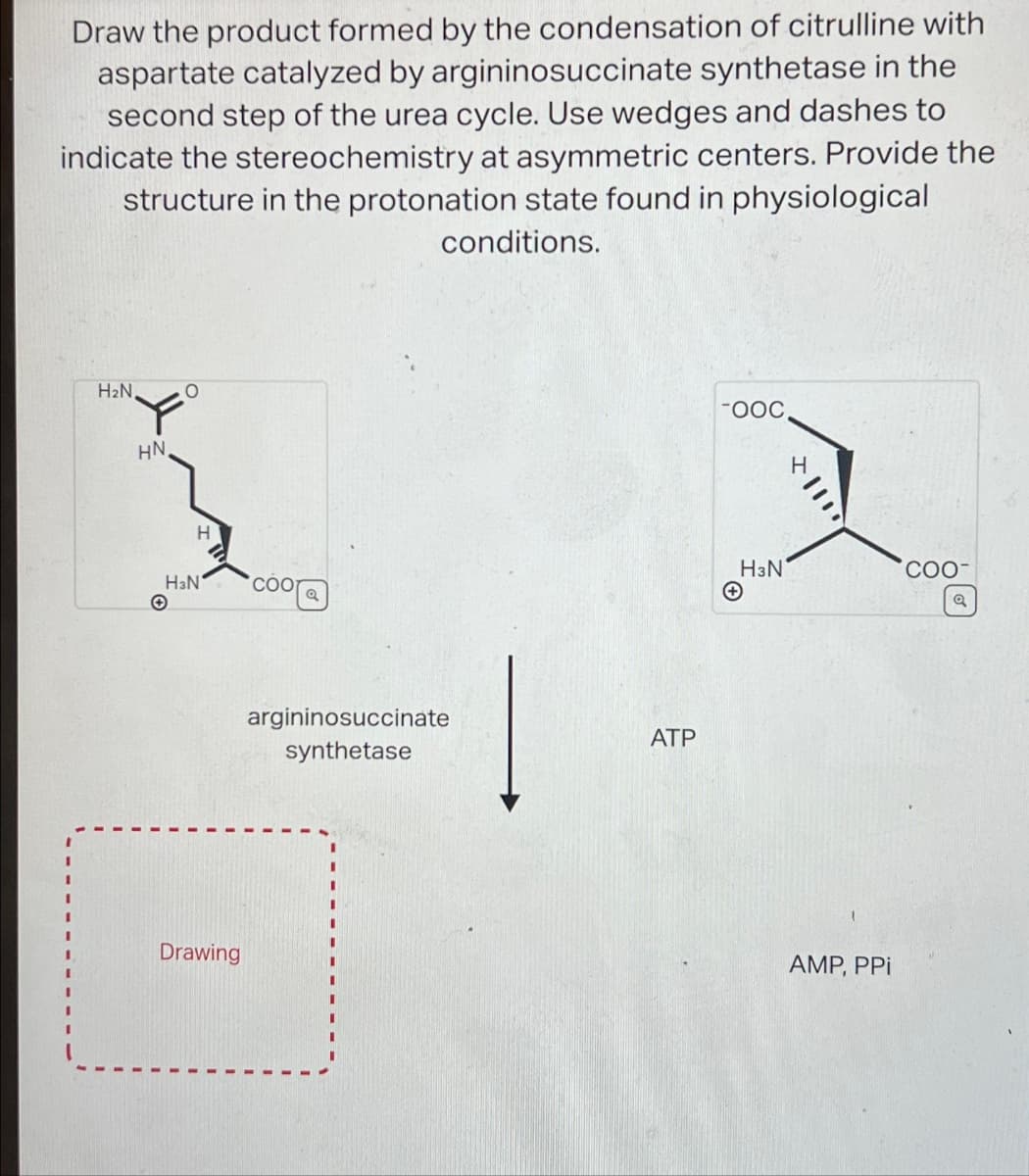 Draw the product formed by the condensation of citrulline with
aspartate catalyzed by argininosuccinate synthetase in the
second step of the urea cycle. Use wedges and dashes to
indicate the stereochemistry at asymmetric centers. Provide the
structure in the protonation state found in physiological
conditions.
H₂N
HN,
O
O
H
H3N
Drawing
Coola
argininosuccinate
synthetase
ATP
-OOC,
H3N
H
1110
AMP, PPi
COO-
Q