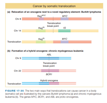 Cancer by somatic translocation
(a) Relocation of an oncogene next to a novel regulatory element: Burkitt lymphoma
RegMYC
MYC
Chr 8
Translocation
Regle break point
IG
Chr 14
Regla
MYC
Translocation
(b) Formation of a hybrid oncogene: chronic myologenous leukemia
ABL
Chr 9
Translocation
break point
Chr 22
BCR1
Hybrid oncogene
Translocation
FIGURE 17-35 The two main ways that translocations can cause cancer in a body
(somatic) cell are illustrated by the cancers Burkitt lymphoma (a) and chronic myelogenous
leukemia (b). The genes MYC, BCR1, and ABL are proto-oncogenes.
