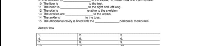 10. The liver is
11. The heart is
12. The skin is
13. The ovaries are
14. The ankle is
15. The abdominal cavity is lined with the_
to the feet.
to the right and left lung.
relative to the skeleton.
to the uterus.
to the toes.
peritoneal membrane.
Answer box
1.
4.
7.
2.
5.
8.
3.
6.
9.
