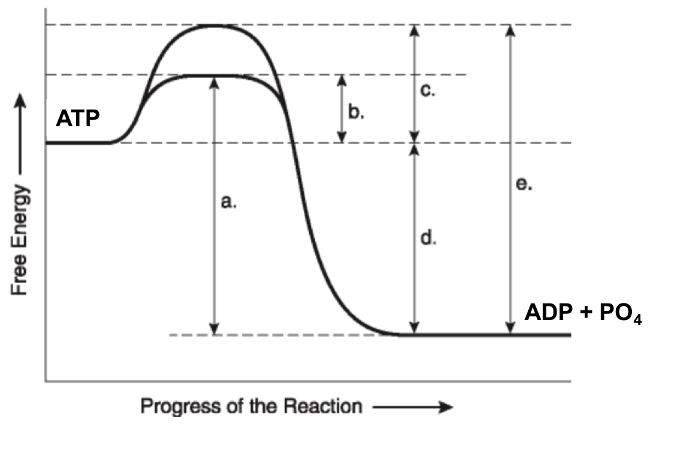 АТР
b.
e.
a.
d.
ADP + PO4
Progress of the Reaction
Free Energy
