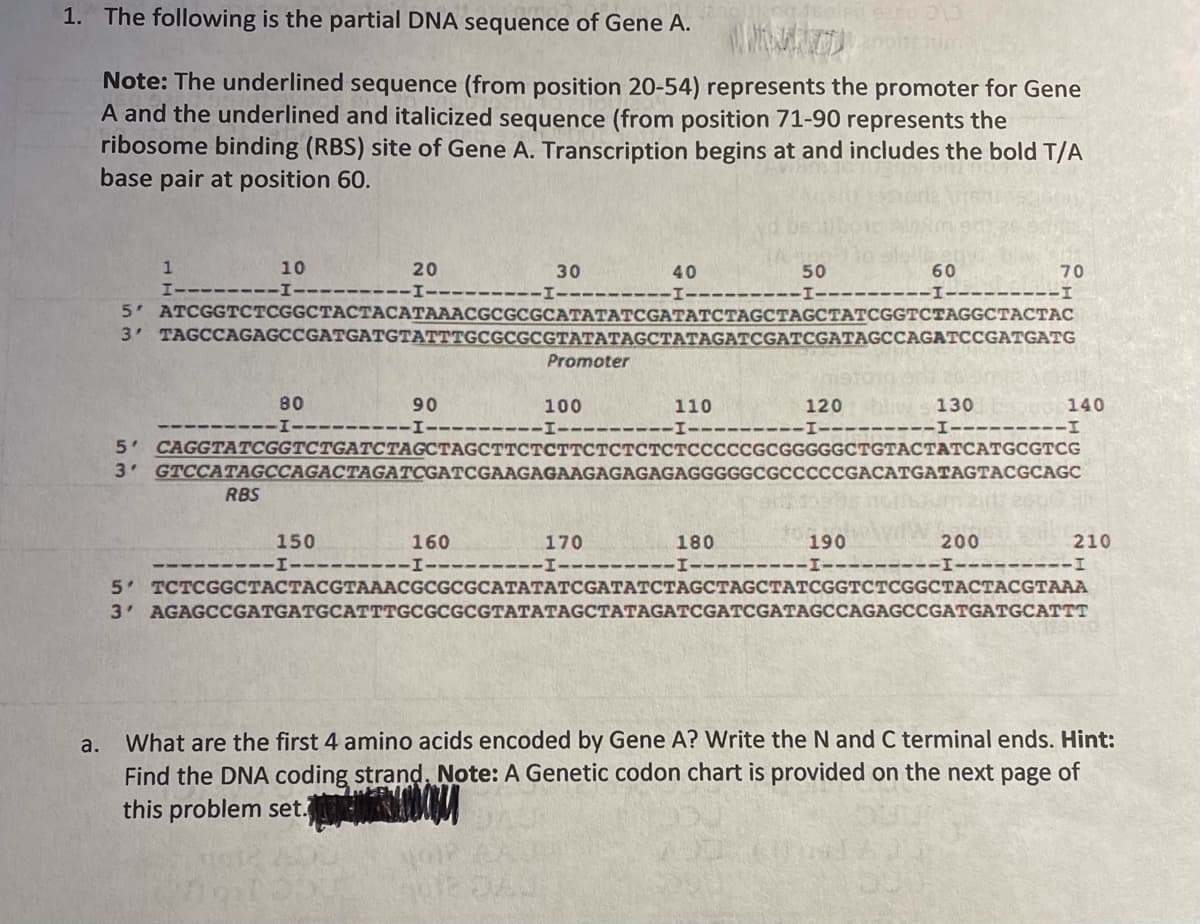 1. The following is the partial DNA sequence of Gene A.
Note: The underlined sequence (from position 20-54) represents the promoter for Gene
A and the underlined and italicized sequence (from position 71-90 represents the
ribosome binding (RBS) site of Gene A. Transcription begins at and includes the bold T/A
base pair at position 60.
10
20
30
40
50
60
70
---
5 ATCGGTCTCGGCTACTACATAAACGCGCGCATATATCGATATCTAGCTAGCTATCGGTCTAGGCTACTAC
3 TAGCCAGAGCCGATGATGTATTTG
TATATAGCTATAGATCGATCGATAGCCAGATCCGATGATG
Promoter
80
90
100
110
120
130
140
---
5' СAGGTAТCGGTCTGATСТАССТАGСттстсттстстстстсССССGCGGGGGCTGTACTATCАTGCGTCG
3 GTCCATAGCCAGACTAGATCGATCGAAGAGAAGAGAGAGAGGGGGCGCCCCCGACATGATAGTACGCAGC
RBS
150
160
170
180
190
200
210
--I-
-
-I-
--
5 TCTCGGCTACTACGTAAACGCGCGCATATATCGATATCTAGCTAGCTATCGGTCTCGGCTACTACGTAAA
3 AGAGCCGATGATGCATTTGCGCGCGTATATAGCTATAGATCGATCGATAGCCAGAGCCGATGATGCATTT
What are the first 4 amino acids encoded by Gene A? Write the N and C terminal ends. Hint:
Find the DNA coding strand, Note: A Genetic codon chart is provided on the next page of
this problem set.
a.
