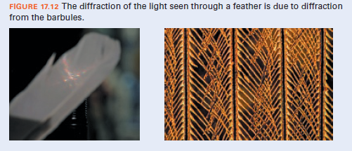 FIGURE 17.12 The diffraction of the light seen through a feather is due to diffraction
from the barbules.
