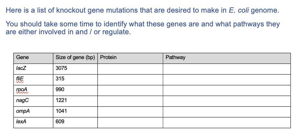 Here is a list of knockout gene mutations that are desired to make in E. coli genome.
You should take some time to identify what these genes are and what pathways they
are either involved in and / or regulate.
Gene
lacZ
fliE
rpoA
nagC
ompA
lexA
Size of gene (bp) Protein
3075
315
990
1221
1041
609
Pathway