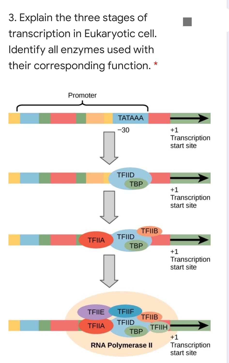 3. Explain the three stages of
transcription in Eukaryotic cellI.
Identify all enzymes used with
their corresponding function.
Promoter
ТАТАAА
-30
+1
Transcription
start site
TEIID
ТВР
+1
Transcription
start site
TEIIB
TEIID
TEIIA
ТВР
+1
Transcription
start site
TEIE
TEIIE
TEIIB
TEIID
TEIIA
TEIIH
ТВР
+1
Transcription
start site
RNA Polymerase II
