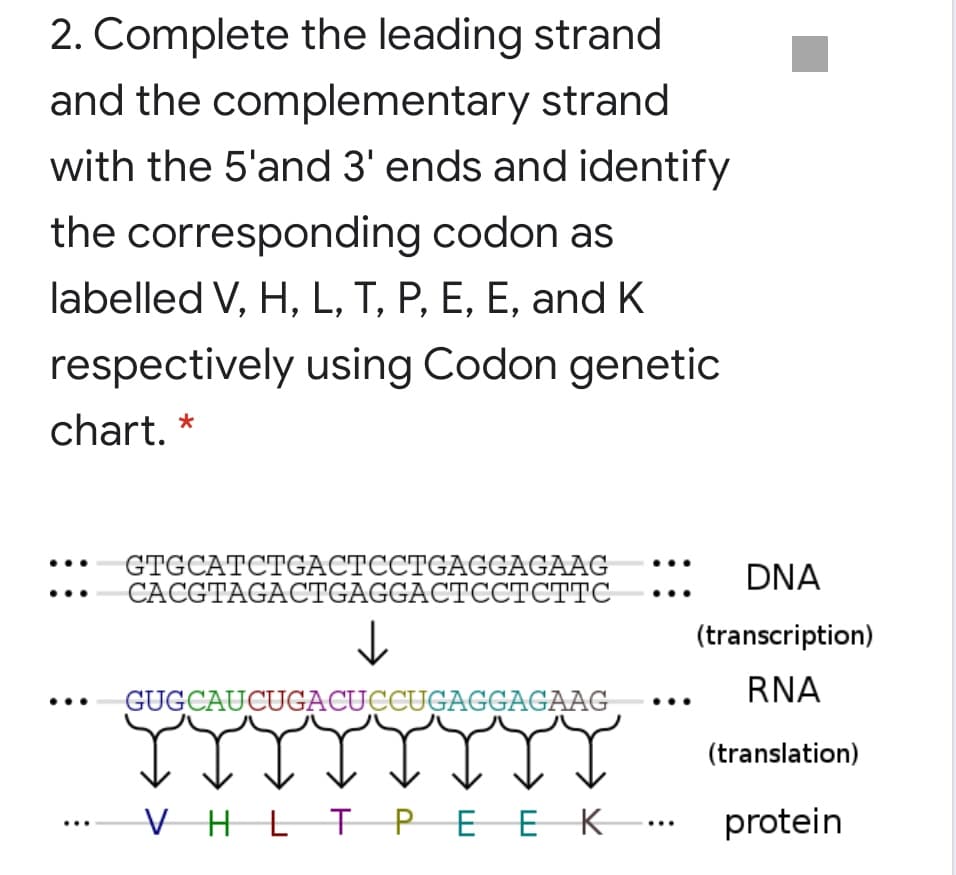 ...
2. Complete the leading strand
and the complementary strand
with the 5'and 3' ends and identify
the corresponding codon as
labelled V, H, L, T, P, E, E, and K
respectively using Codon genetic
chart. *
GTGCATCTGACTCCTGAGGAGAAG
CACGTAGACTGAGGACTCCTCTTC
..: DNA
(transcription)
GUGCAUCUGACUCCUGAGGAGAAG
RNA
(translation)
V H
LT .….
TPEEK
protein
