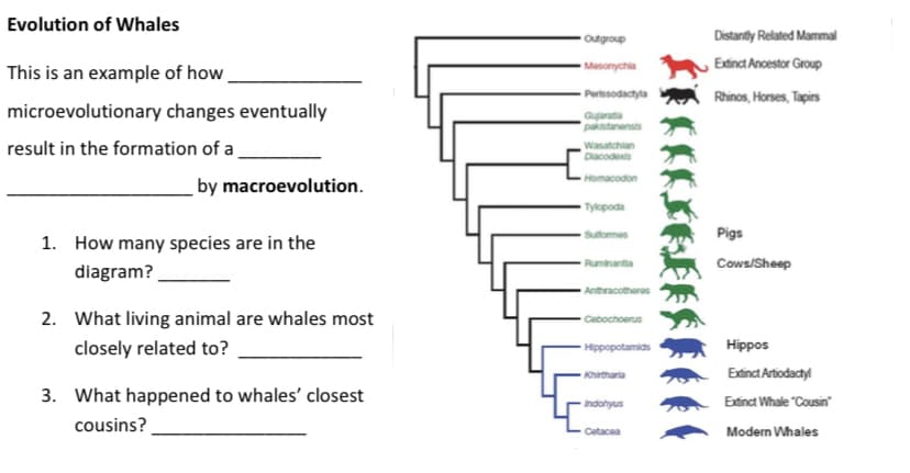 Evolution of Whales
This is an example of how
microevolutionary changes eventually
result in the formation
of a
by macroevolution.
1. How many species are in the
diagram?
2. What living animal are whales most
closely related to?
3. What happened to whales' closest
cousins?
Outgroup
Masonychia
Perissodactyla
Gujaratia
pakistanensis
Wasatchian
Diacodexts
Homacodon
Tylopoda
Sulformes
Ruminantia
Anthracotheres
Cebochoerus
Hippopotamids
Khirtharia
Indohyus
Cetacea
Distantly Related Mammal
Extinct Ancestor Group
Rhinos, Horses, Tapirs
Pigs
Cows/Sheep
Hippos
Extinct Artiodactyl
Extinct Whale "Cousin"
Modern Whales