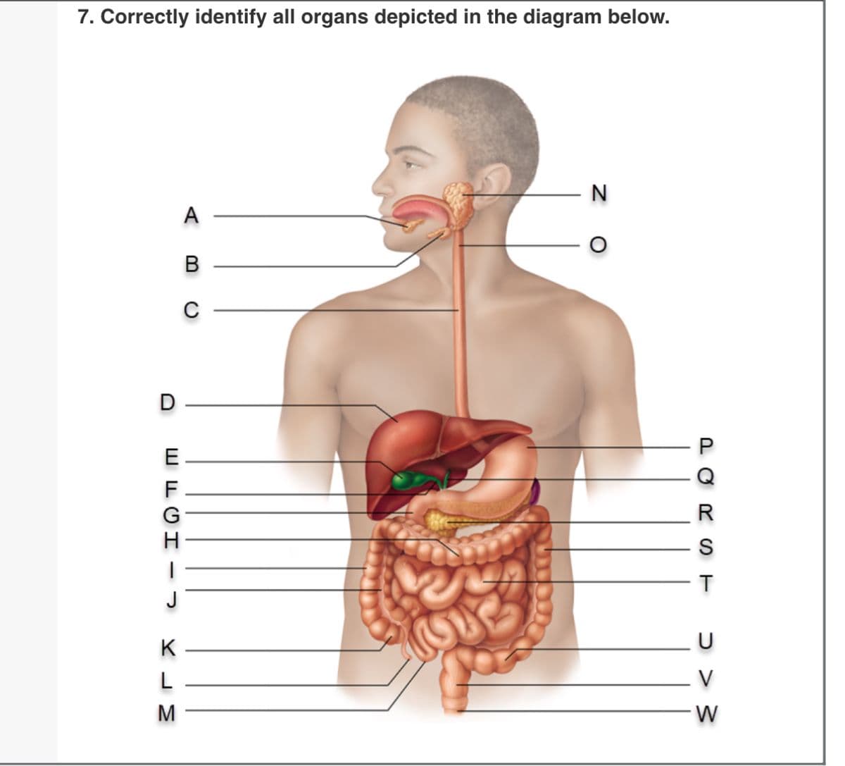 7. Correctly identify all organs depicted in the diagram below.
D
EFGH-
K
L
M
A
B
N
PORST
<< <
V
W